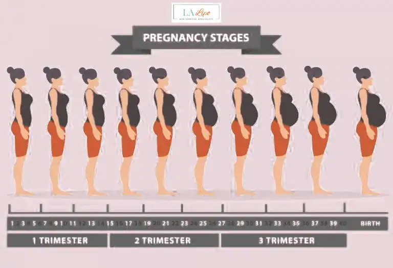 First Trimester (Weeks 1–12): Early Changes You Might Not Notice Upper Edmonton